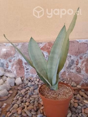 Sanseverias o lenguas de la suegra de coleccion