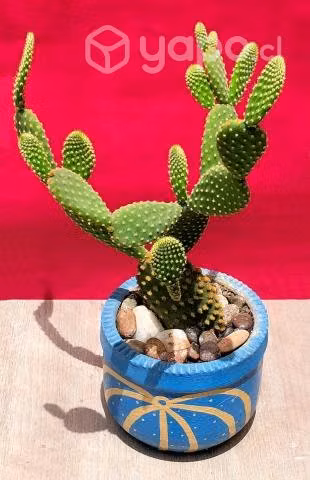 Maceta Arcilla Cactus Opuntia