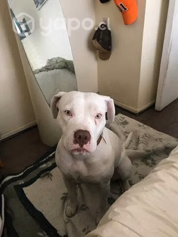 Pitbull para pareja