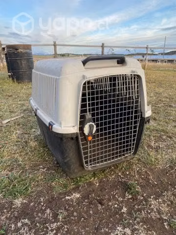 Caja Transportadora