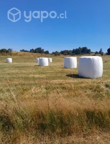 Bolos de silo