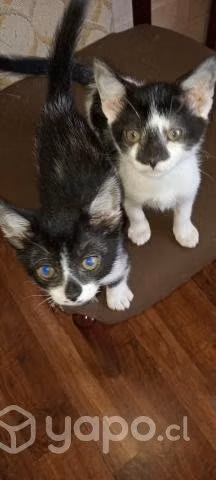 Gatitas hermanitas
