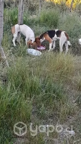 mascotas son vigle meclas zorrero