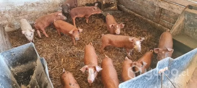 Lote de cerdos