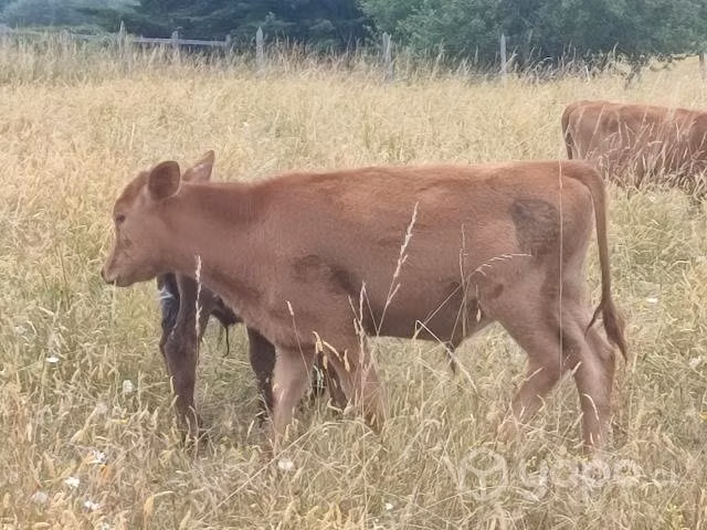 Dos Terneros - Imagen 2