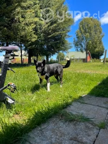 Regalo perrito mezcla hakita