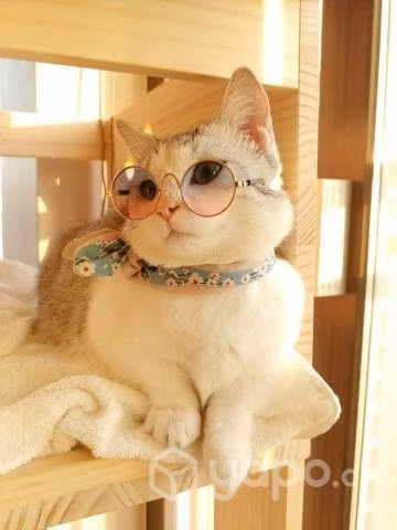 Cuidadora de mascotas