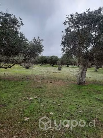Parcela en Los Olivos Canela