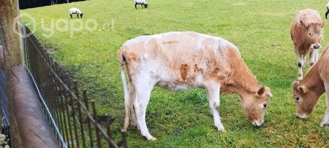 vacas en Villarrica