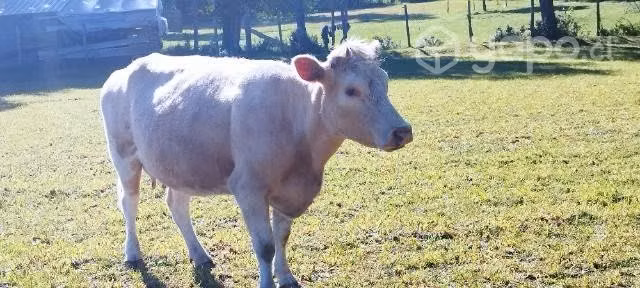 vacas en Villarrica