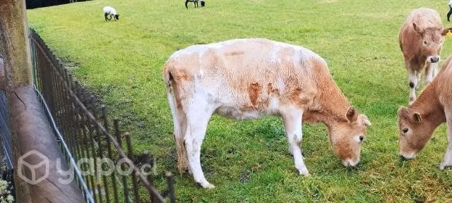vacas en Villarrica