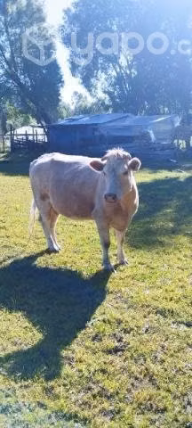 vacas en Villarrica