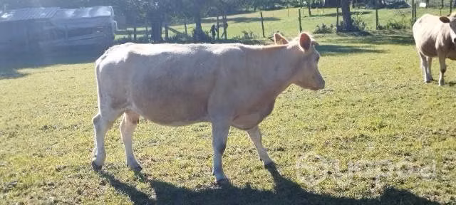 vacas en Villarrica