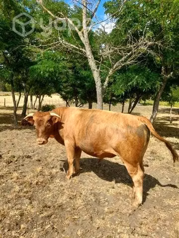 Toro reproductor - Imagen 5