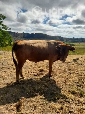Toro reproductor - Imagen 4