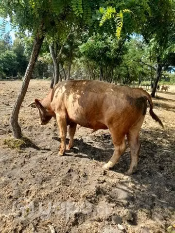 Toro reproductor - Imagen 3