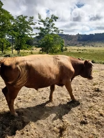Toro reproductor