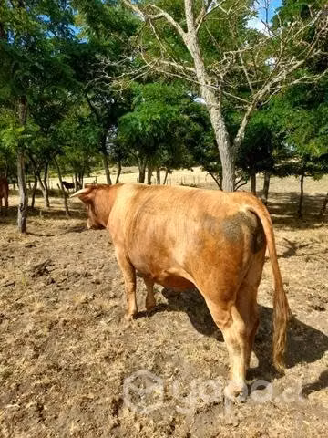 Toro reproductor - Imagen 6