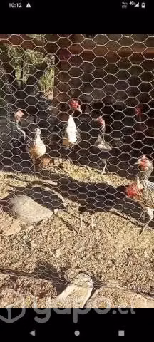 Se venden gallinas