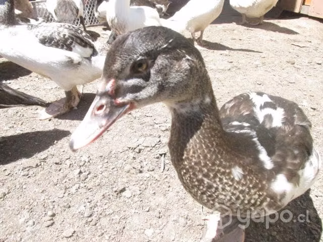 Patos mudos - Imagen 4