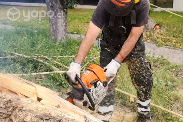 CORTE PODA Y TALA DE ARBOLES Presupuesto gratis
