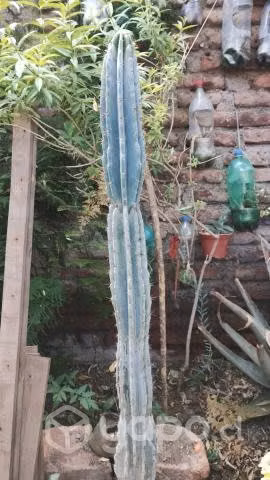 Cactus grandes variedad