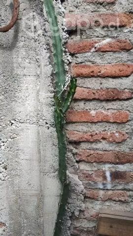 Cactus grandes variedad