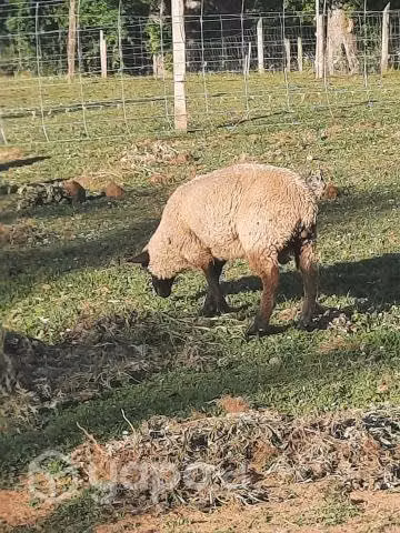 Borregas y corderos