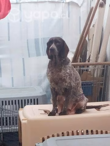 Adopcion para perrita pointer inglés