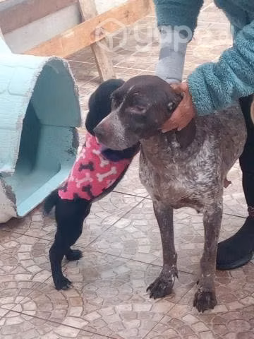 Adopcion para perrita pointer inglés