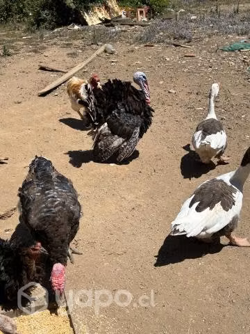 Pollos, patos y pavos de campo