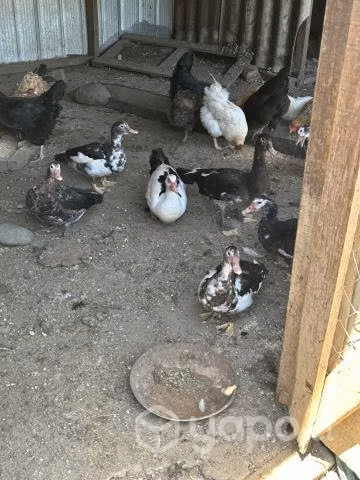 Pollos, patos y pavos de campo