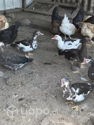 Pollos, patos y pavos de campo