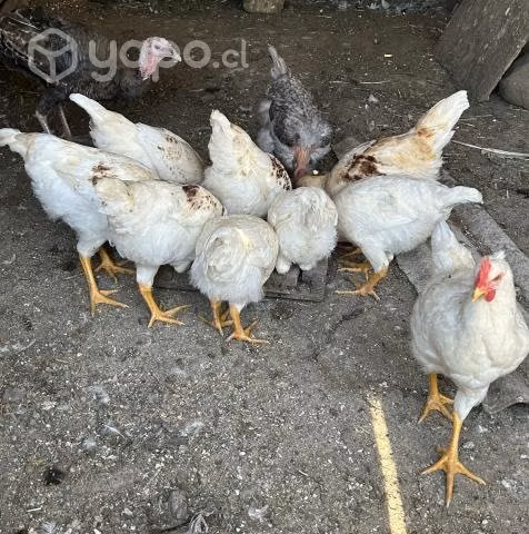 Pollos, patos y pavos de campo