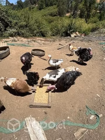 Pollos, patos y pavos de campo