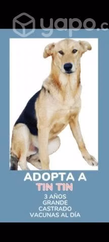 Tin tin en adopción