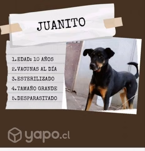 Juanito en adopción