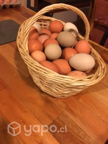 Gallinas