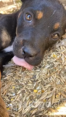 Adopción perrita 4 meses desparasitada - Imagen 3