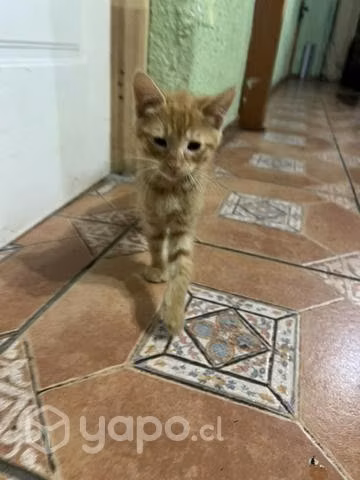 REGALO GATITOS/As ya no los puedo tener
