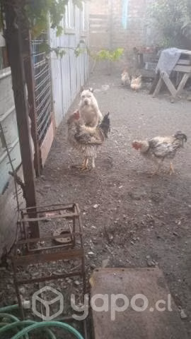 Pollos trintre - Imagen 2