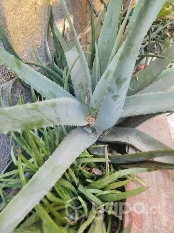 HOJAS DE ALOE VERA 30 cms promedio