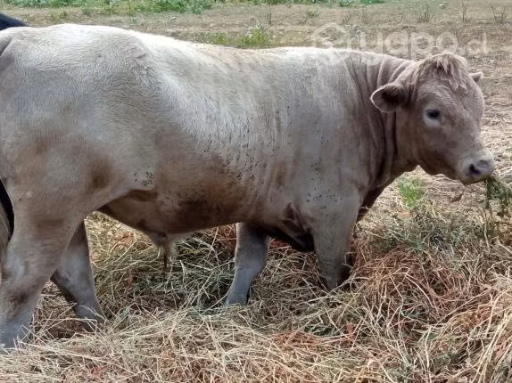 Torito - Imagen 4