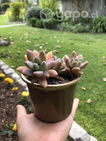 Venta de suculentas/plantas y decoración