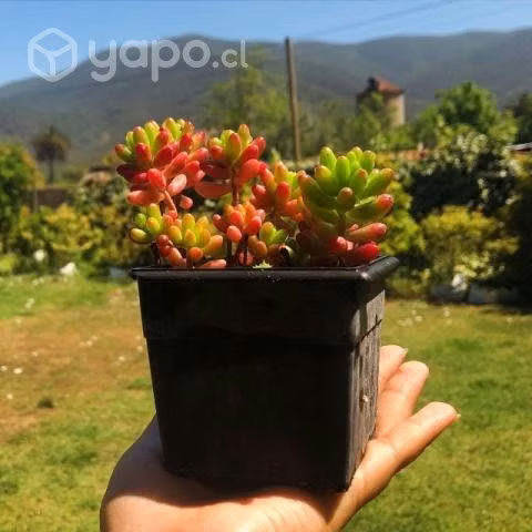 Venta de suculentas/plantas y decoración