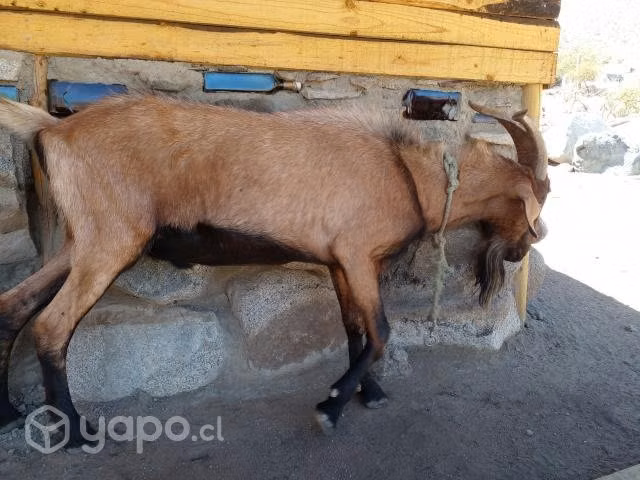 Cabra Chivo Alpino x