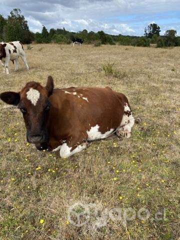 Vaca y ternero - Imagen 2