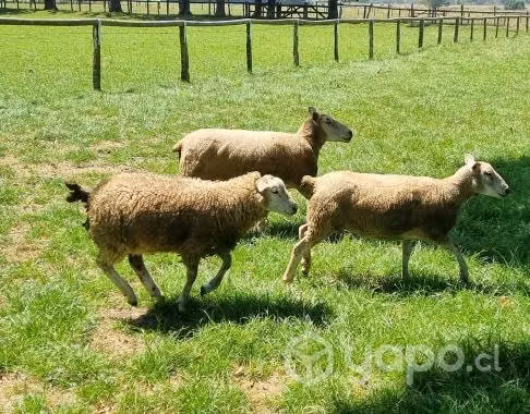 Ovejas Texel Melliseras