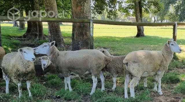 Ovejas Texel Melliseras - Imagen 2