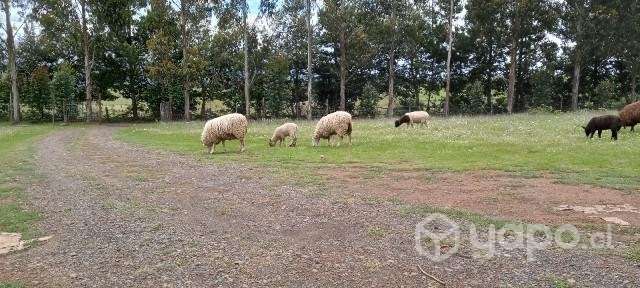 Ovejas texel - Imagen 2